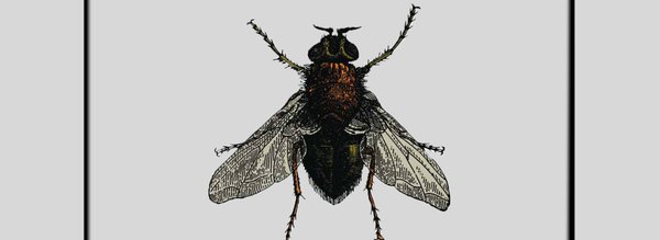 Yuna Amand curiosités plasticienne