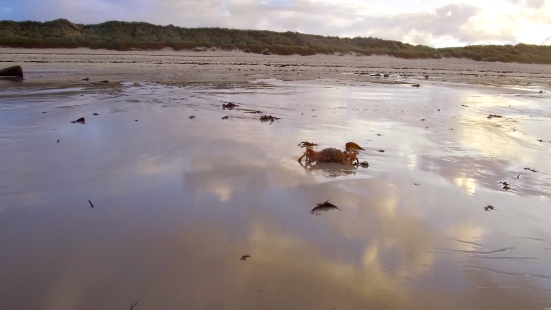 L'araignée - Francia - Banner - hd