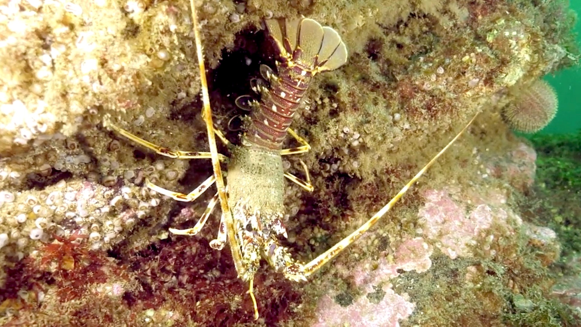 L'aventure de la langouste - Pichon - Banner - hd (1)