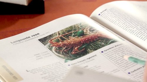 L'aventure de la langouste - Pichon - gabarit