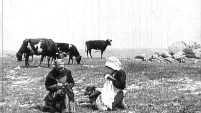 Terres de lutte femmes et vaches