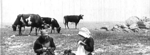Terres de lutte femmes et vaches