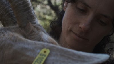 Les initiés - Femme regardant sa chèvre