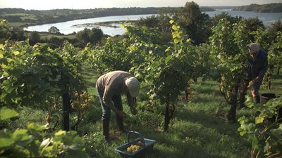 Vendanges en utopie - récolte - cover
