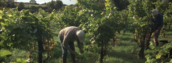 Vendanges en utopie - récolte - cover