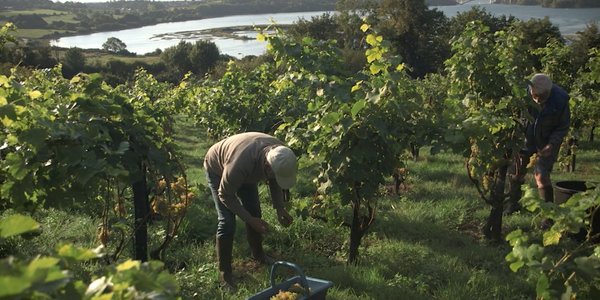 Vendanges en utopie - récolte - cover