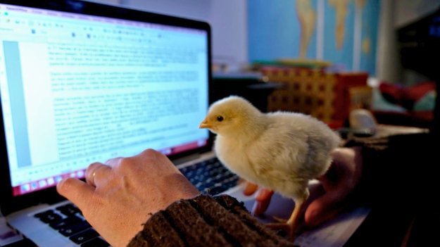 Very Bad Mother - poussin ordi