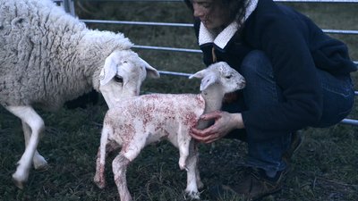 agneau en sang - nous la mangerons c est la moindre des choses
