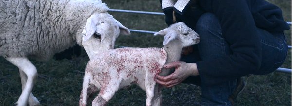 agneau en sang - nous la mangerons c est la moindre des choses