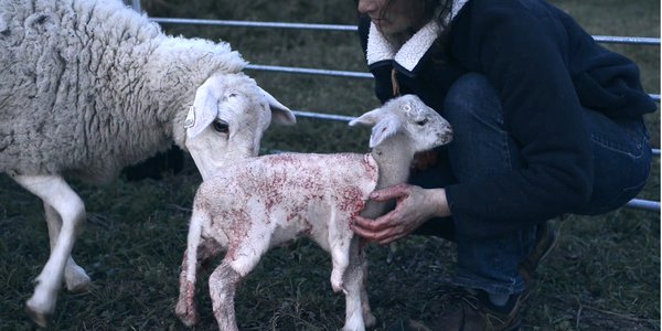 agneau en sang - nous la mangerons c est la moindre des choses