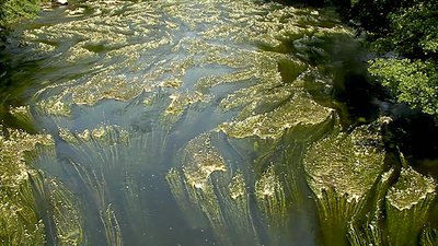 algues Trieux Michel Baracetti