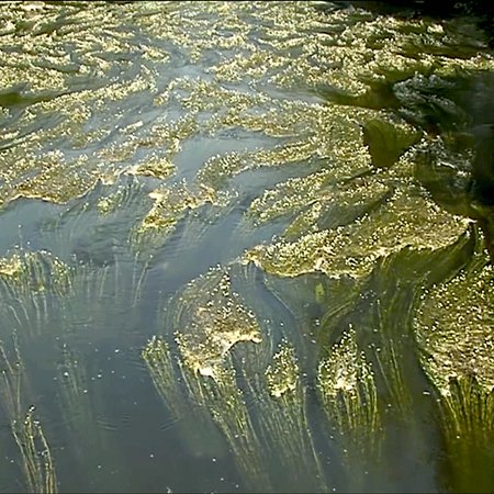 algues Trieux Michel Baracetti