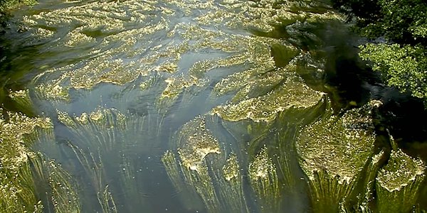 algues Trieux Michel Baracetti