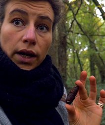 arbre sapin lea muller