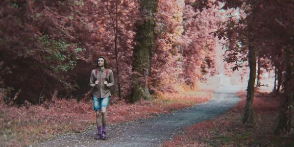 arbre en fleur rose born idiot after school