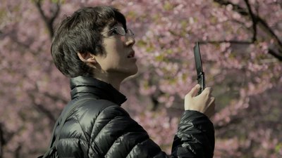 cerisierjaponais hikikomori fleurs roses