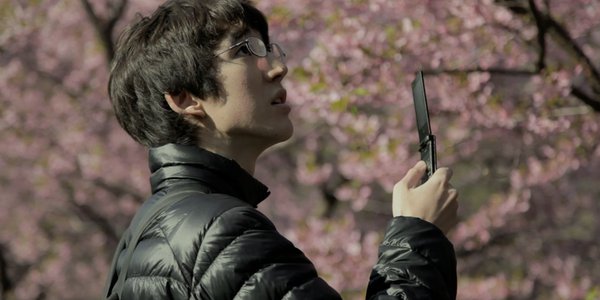 cerisierjaponais hikikomori fleurs roses