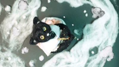 chat noir qui regarde la neige tomber - AFCA