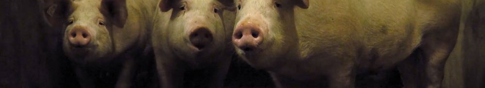 Trois petits cochons nous regardent ©Mathurin Peschet