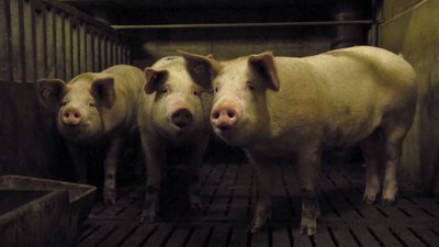 Trois petits cochons nous regardent ©Mathurin Peschet