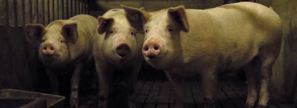 Trois petits cochons nous regardent ©Mathurin Peschet