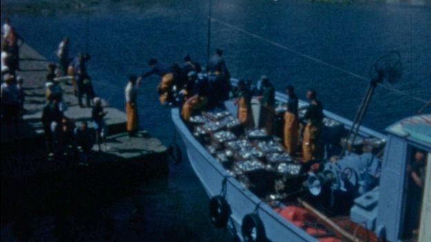 conserveries de poissons- déchargement de poissons- gabarit