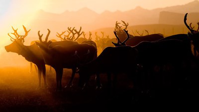 coucher de soleil Laponie jon face aux vents