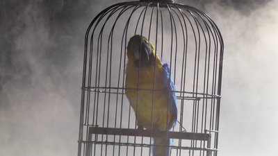 cover perroquet Venceslao