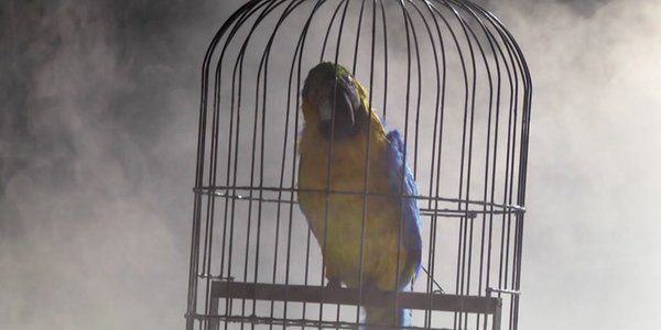 cover perroquet Venceslao