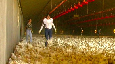 Une nuit avec des ramasseurs de volailles