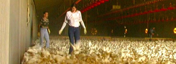 Une nuit avec des ramasseurs de volailles