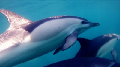 dauphins qui nagent rayon de soleil - Mathurin Peschet