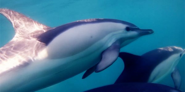 dauphins qui nagent rayon de soleil - Mathurin Peschet