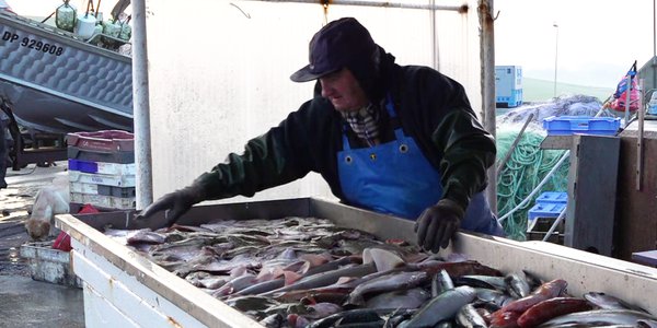 Dédé avec étale de poissons - Mains salées, folie douce