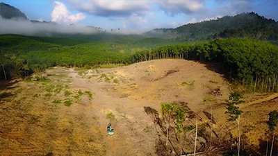déforestation mangé la terre