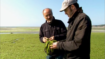 Enfer vert algues verte littoral Breton