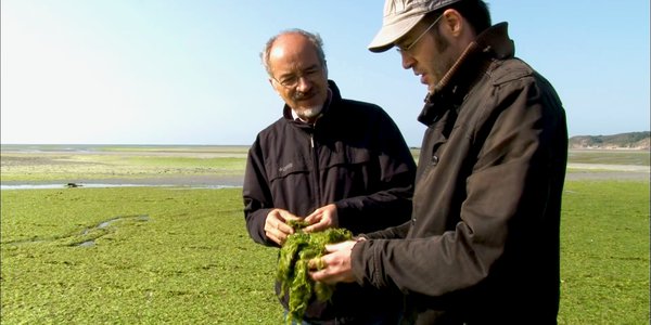 Enfer vert algues verte littoral Breton