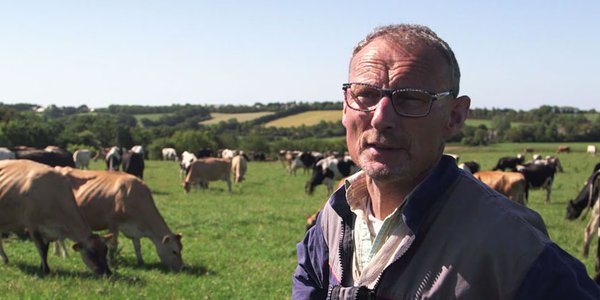 fermier entouré de ses vaches