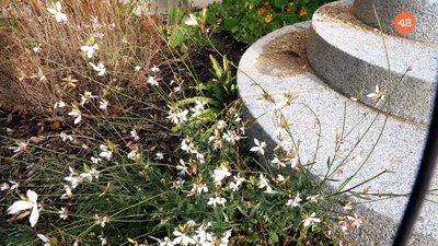 fleurs sauvages sur l escalier rohannec'h