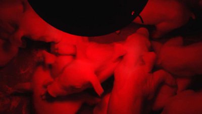 Néon bébé cochon qui s'en dédit Jean Louis Le Tacon