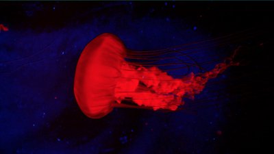 pacific princess clip