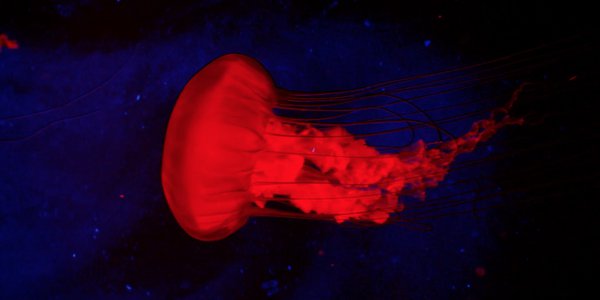 pacific princess clip