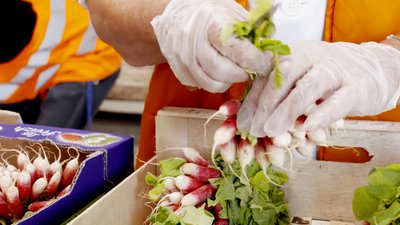 radis dans les cagettes - Des cailloux dans la soupe