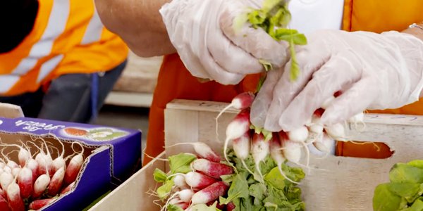 radis dans les cagettes - Des cailloux dans la soupe