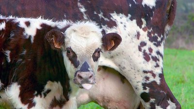regard de veau biodynamie
