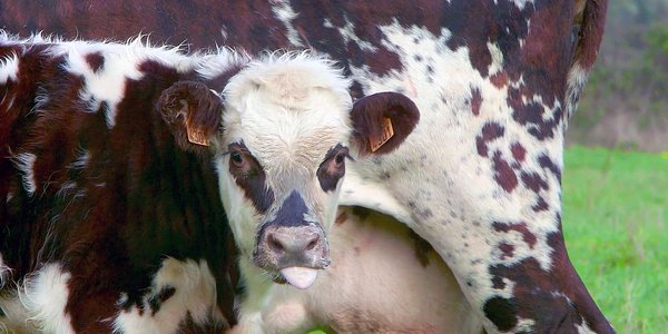 regard de veau biodynamie