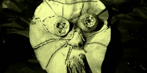 visage-flottant-je n'aurais pas du manger le chat matt mandibul