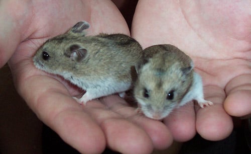 Cricetulus Griseus