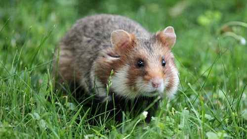 Cricetus Cricetus