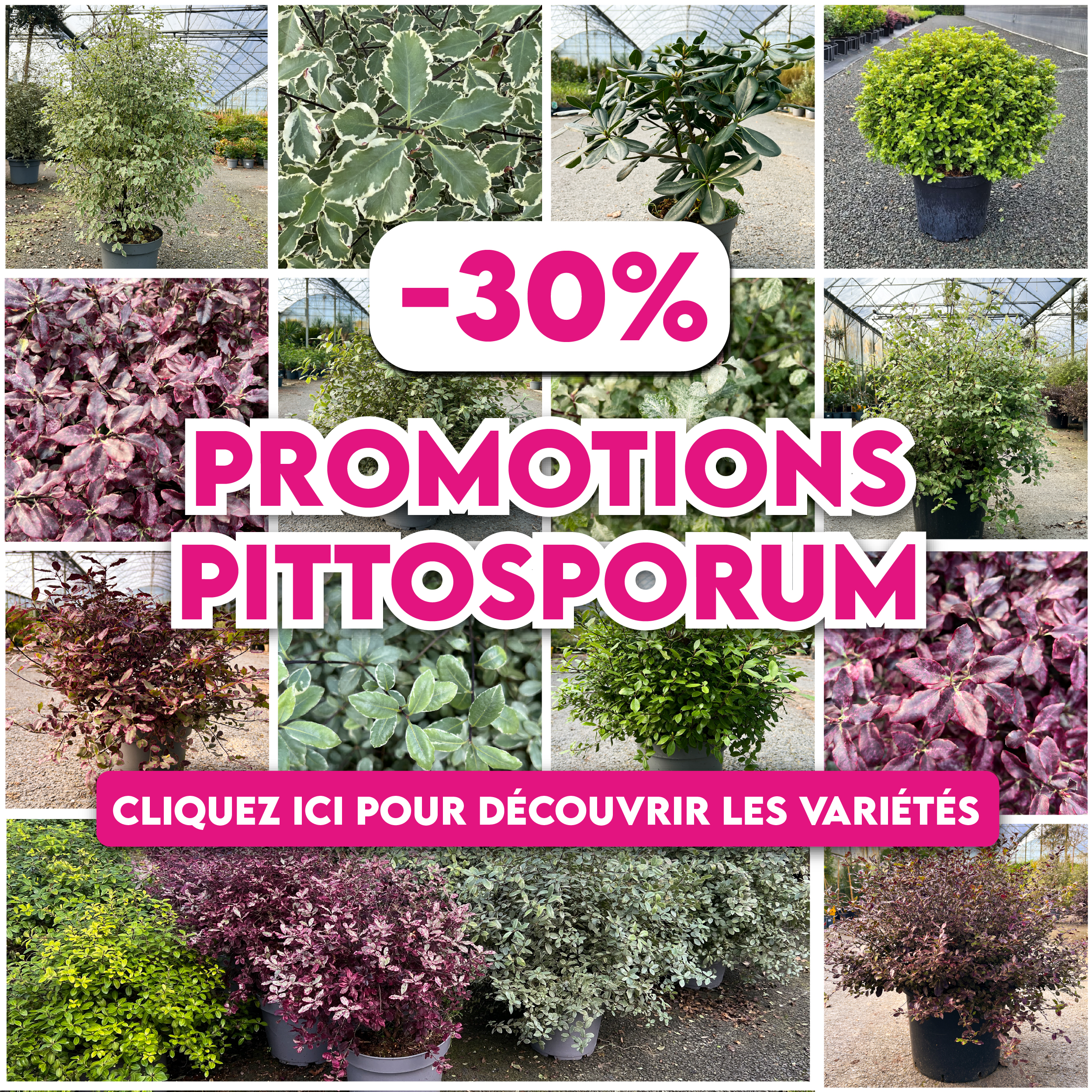 promotion-pittosporum-mars-2026-69b9896b72a9a733309902.jpg